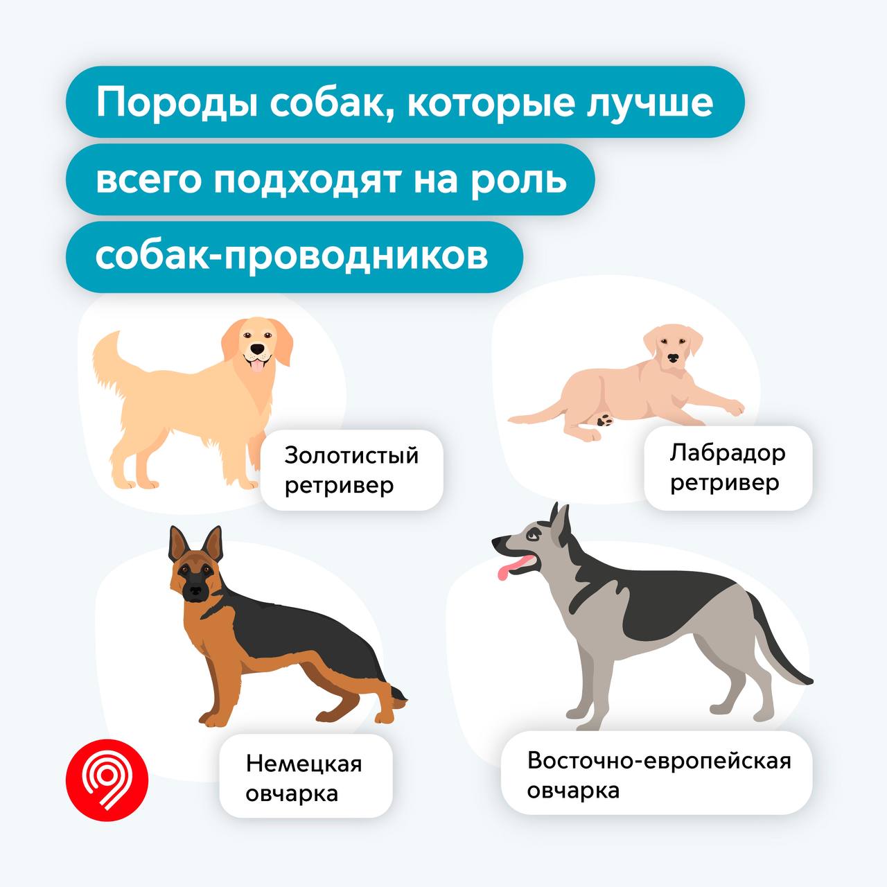 350 собак-проводников помогают маломобильным пассажирам в московском метро