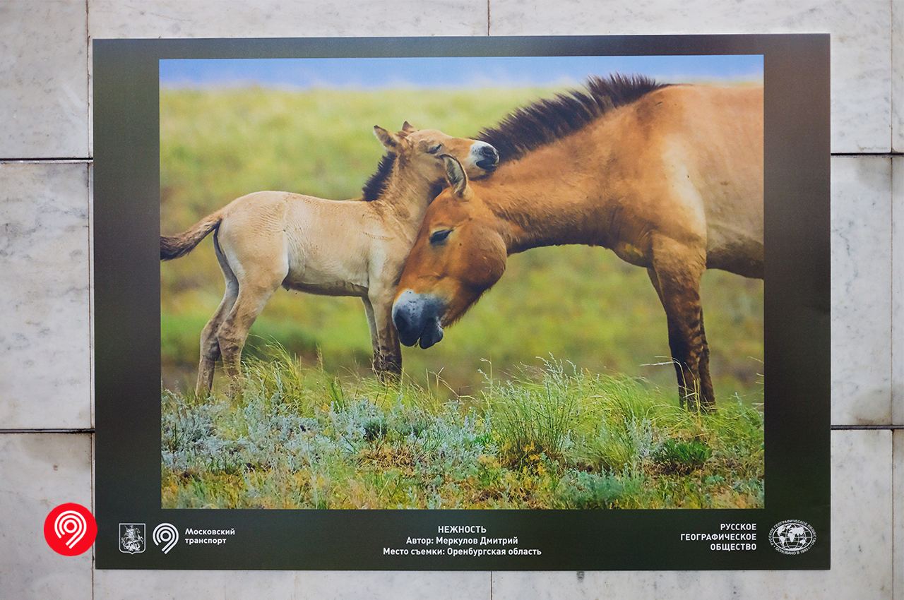 Новая фотовыставка о диких животных открылась в метро 