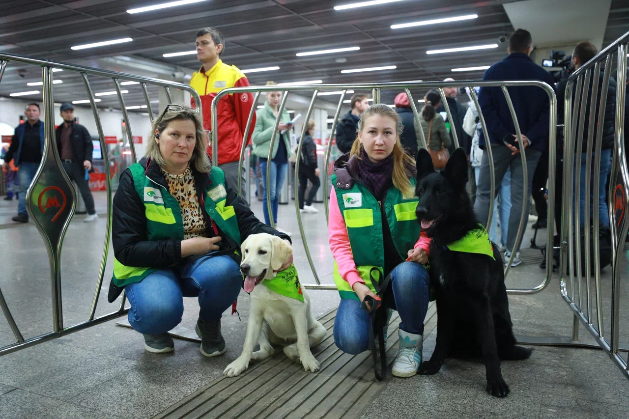 В метро возобновили обучение собак проводников. Российская школа подготовки собак проводников. Собака проводник для инвалидов. Собаки-проводники с комплектом снаряжения.