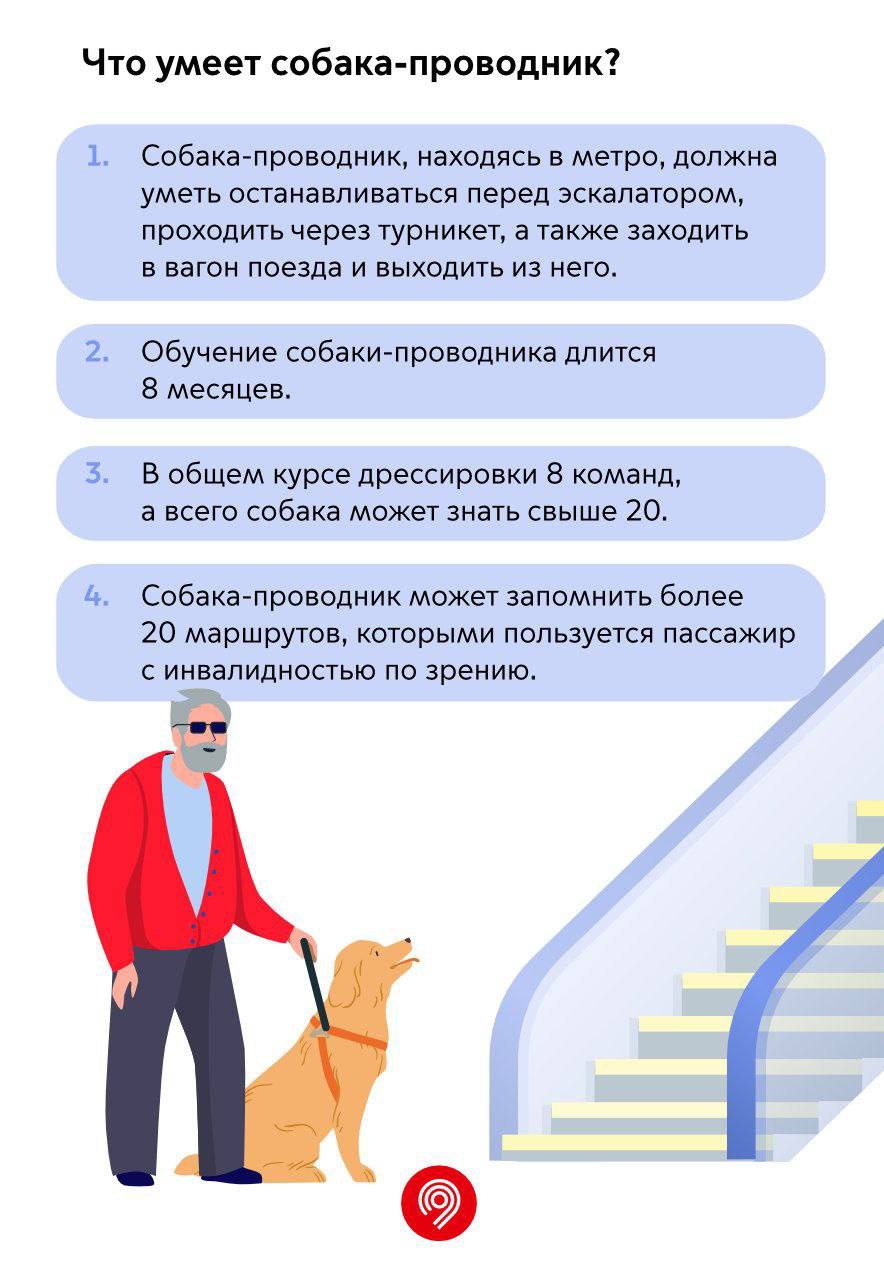 Более 250 собак-проводников для слабовидящих пассажиров обучили в мосметро